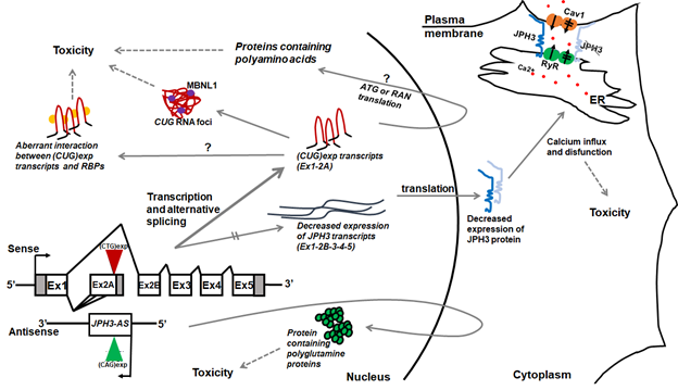 Hypothesized HDL2 pathogenic pathways (courtesy of Dr. Pan Li)
