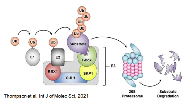 Cul1 as part of the ubiquitin ligase protein degradation system