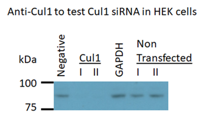 siRNA knockdown of Cul1 in cells