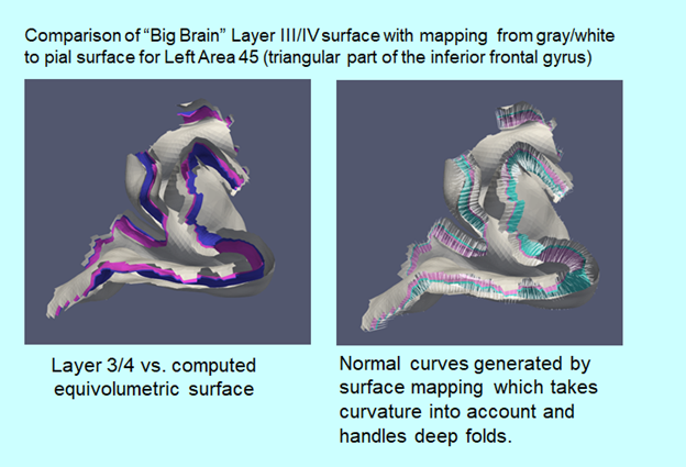 Application of diffeomorphometric principles to layer specific analysis of frontal cortex