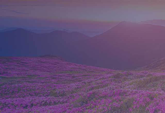 Lavendar fields with mountain and sun backdrop