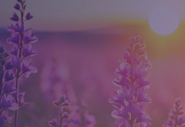 Field of purple flowers with the sunset in backdrop