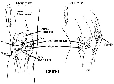 Diagram showing where the ACL is located