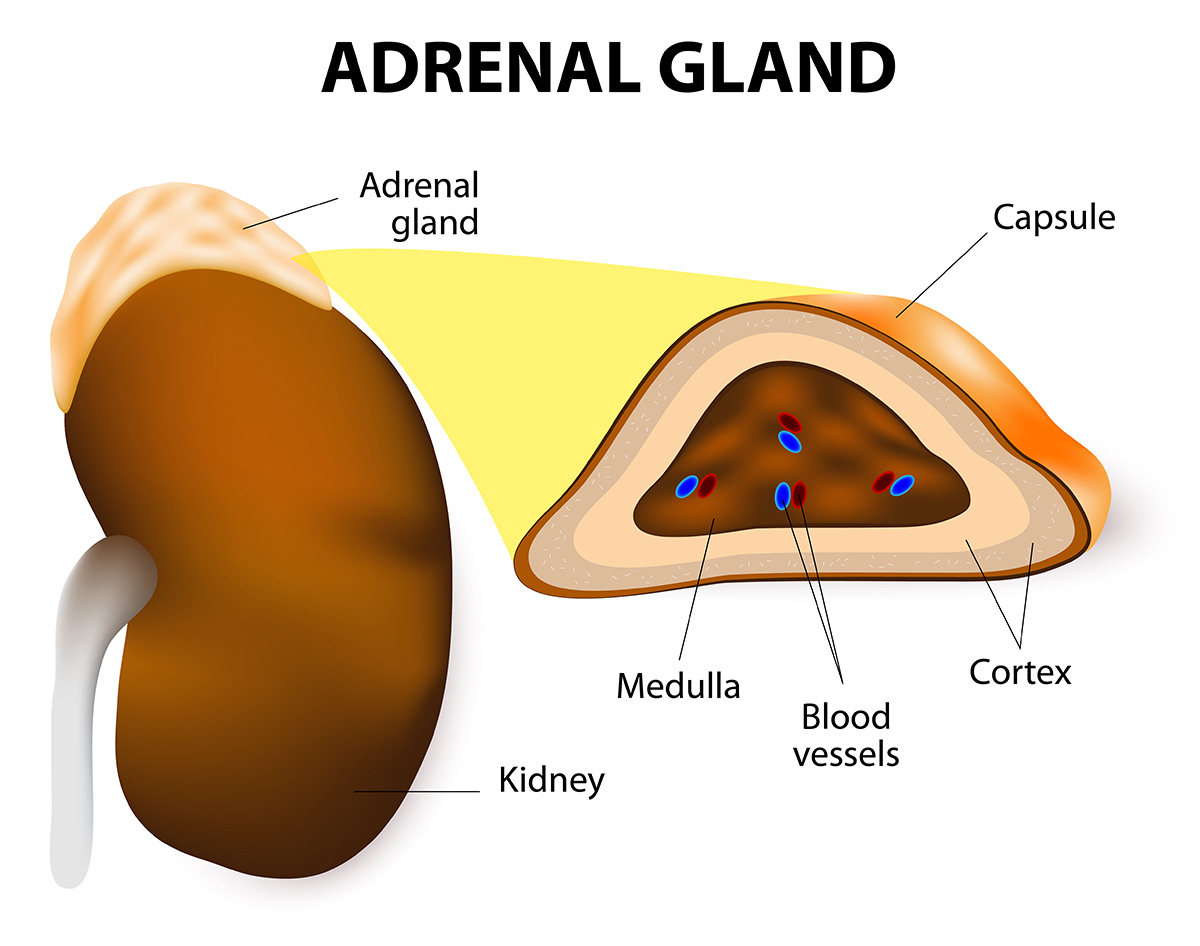 adrenal glands release which hormone