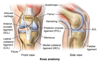 Ligament Injuries to the Knee