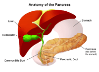 The Pancreas Johns Hopkins Medicine