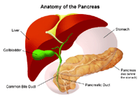 The Pancreas | Johns Hopkins Medicine