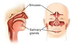 nasal sinuses