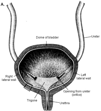 Anatomy Of The Urinary System | Johns Hopkins Medicine