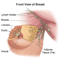 Cutaway view of female breast with woman figure showing lymphatic