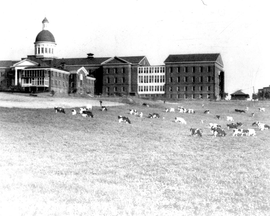 Bay View asylum photo with cows in foreground