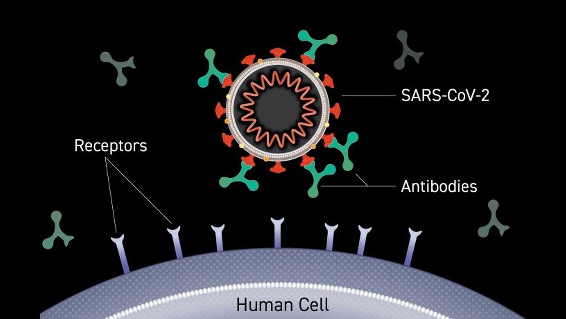 Young Transplant Recipients Have Better Covid-19 Vaccine Response Than ...