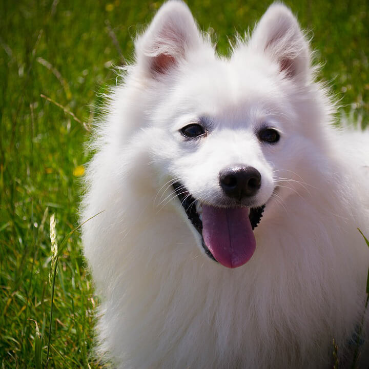 american eskimo dog is ill with respiratory signs