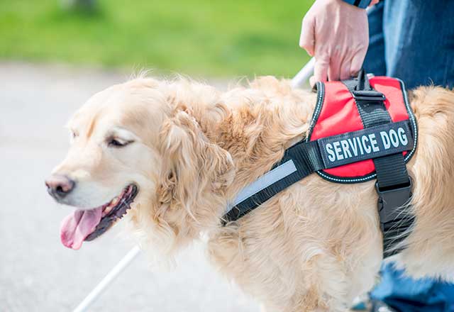 Arriving With A Service Animal Johns Hopkins Medicine