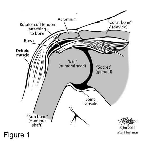 physical therapy after rotator cuff surgery