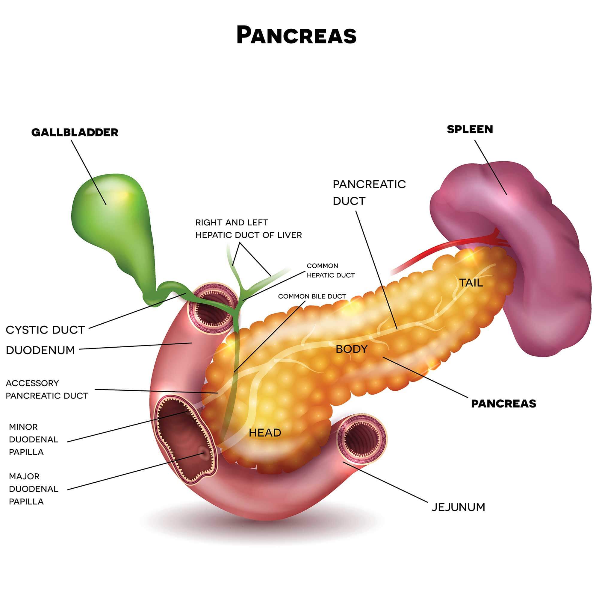 Pancreatic Cancer Types Johns Hopkins Medicine